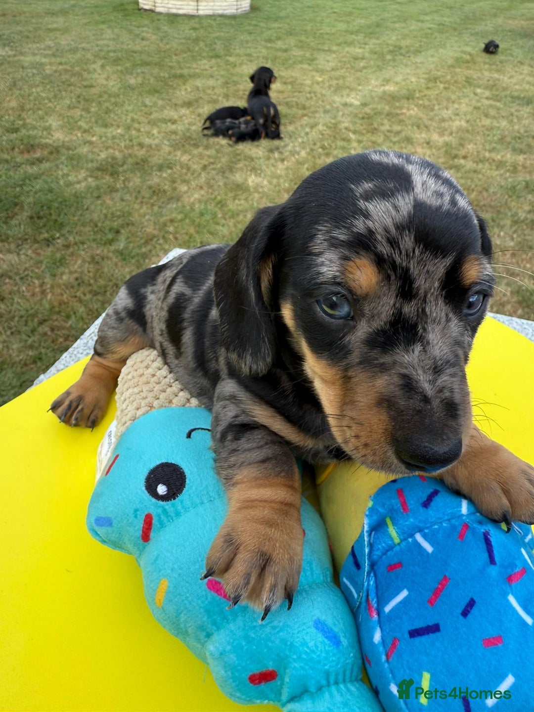 Miniature Dachshund dogs for sale: Miniature daschund puppies - Image 22