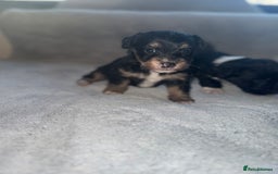 Jack Russell dogs for sale: 3 beautiful jack russle puppy’s  - Image 2