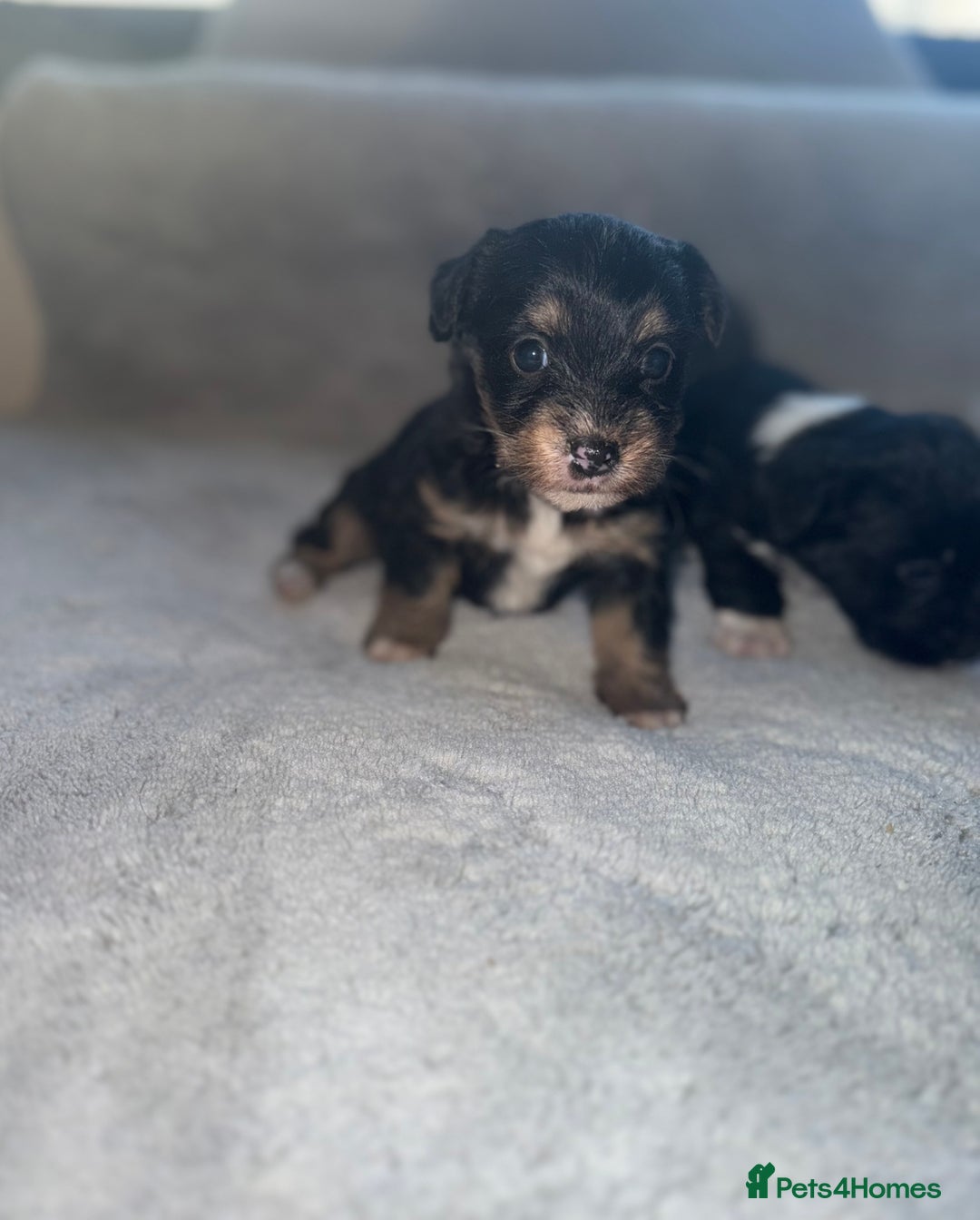 Jack Russell dogs for sale: 3 beautiful jack russle puppy’s  - Image 2