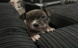Mixed Breed dogs for sale: Roxie 9weeks old staffy x bandog  - Advert 4