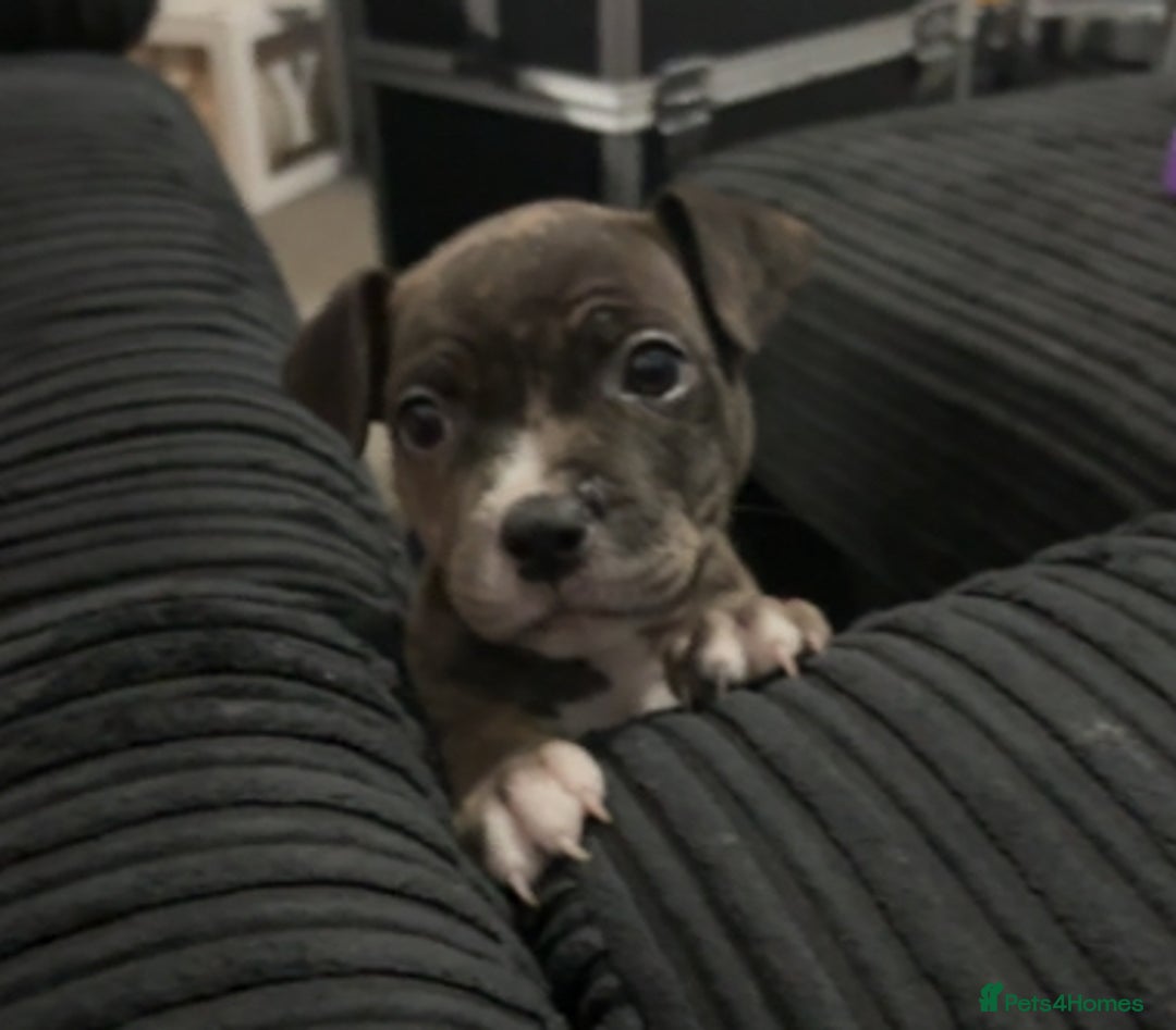 Mixed Breed dogs for sale: Roxie 9weeks old staffy x bandog  - Advert 4