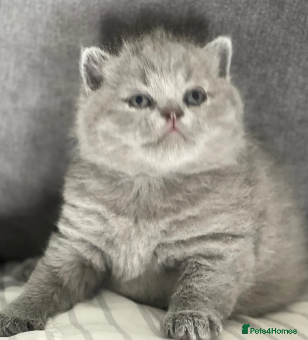 British Shorthair cats for sale: GORGEOUS PEDIGREE BRITISH SHORTHAIR  - Advert 22