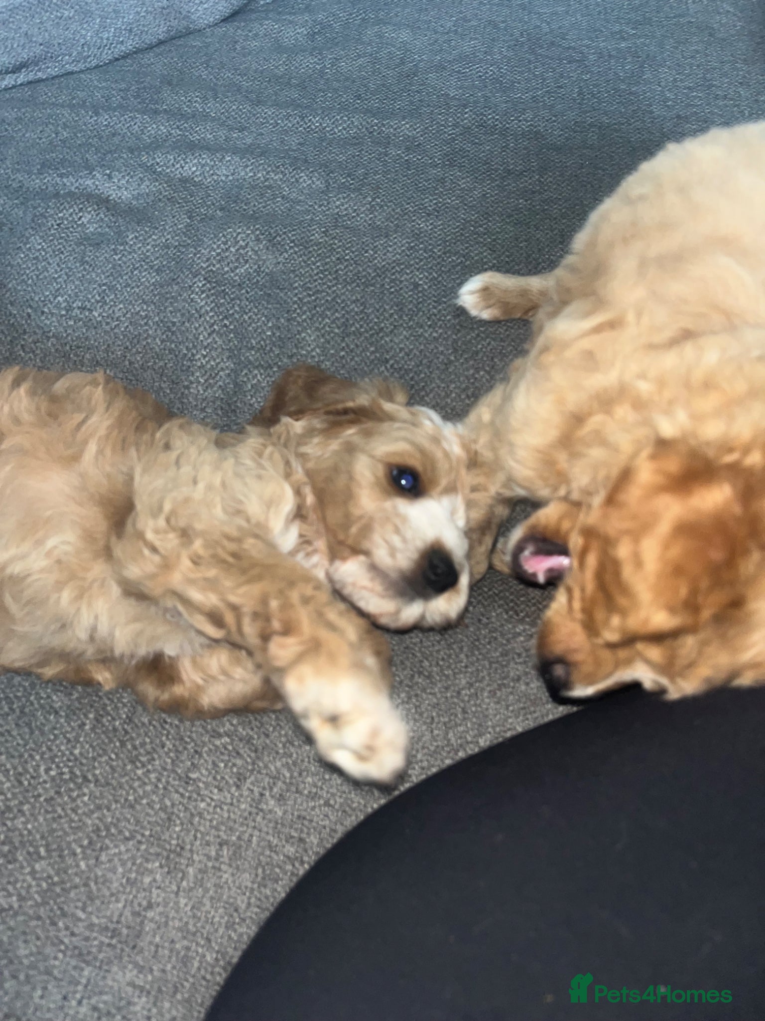 Mixed Breed dogs for sale: F1 Labradoodle/cockapoo Mix ❤️  - Advert 6
