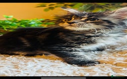Maine Coon cats for sale: Beautiful GCCF Maine Coon kittens - Advert 7