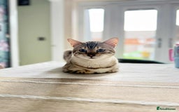 Bengal cats for stud: Bengal Snow for stud  - Advert 2