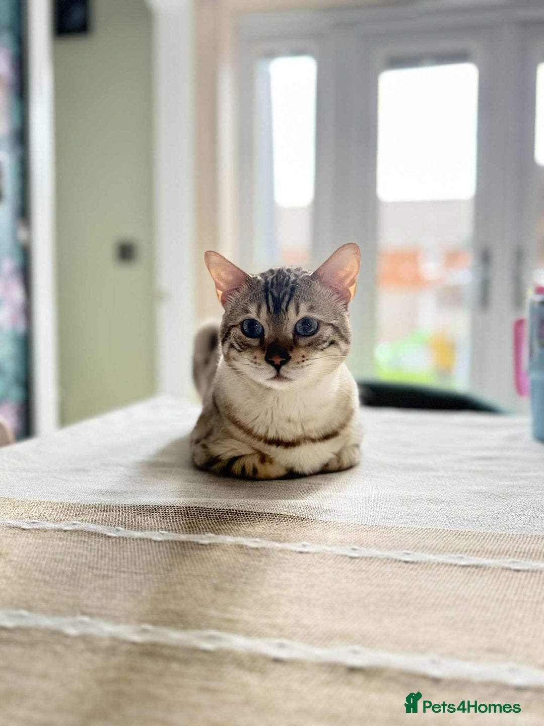 Bengal cats for stud: Bengal Snow for stud  - Advert 2