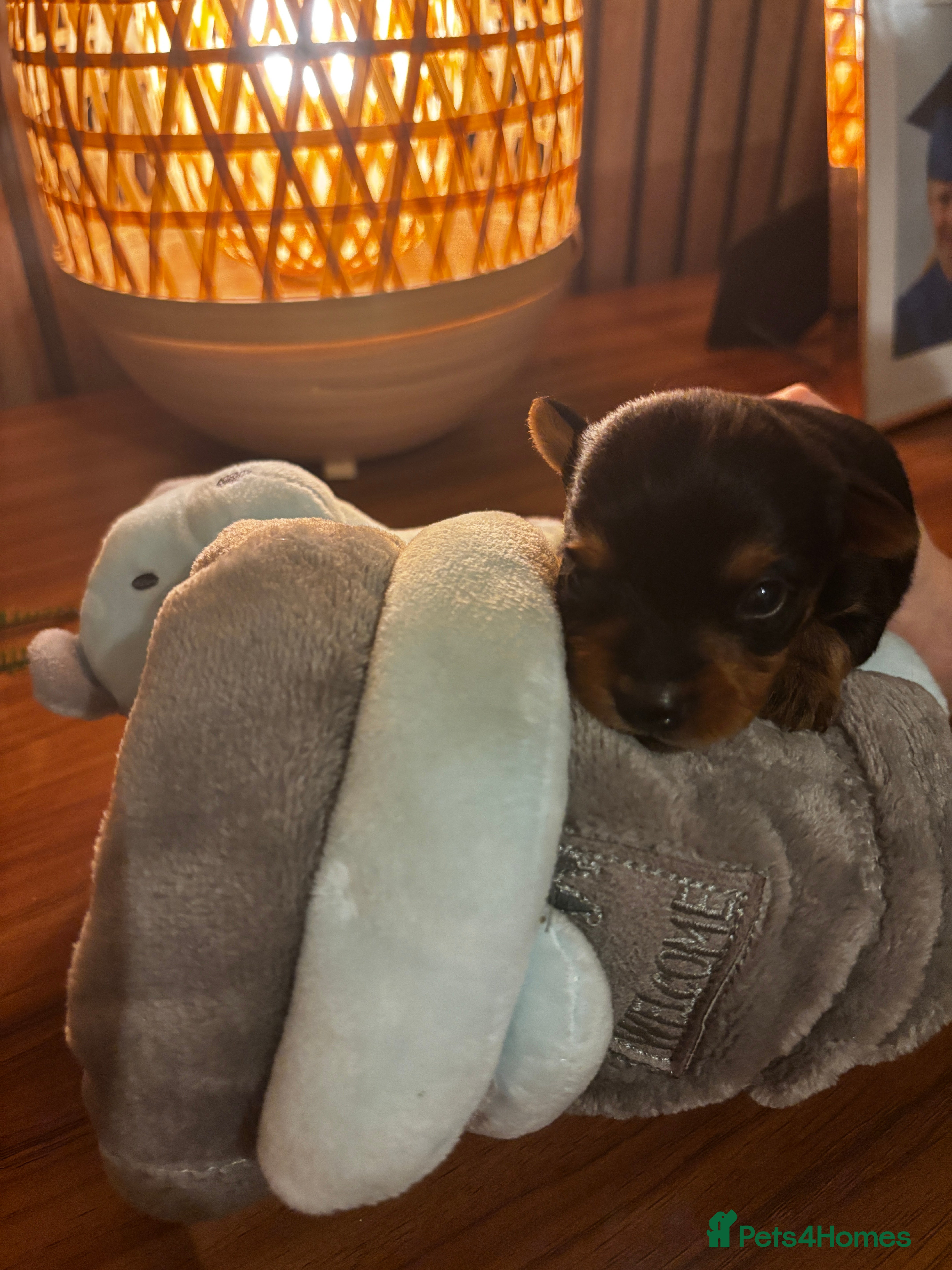 Yorkshire Terrier dogs Gorgeous Yorkshire terrier puppies - Advert 7