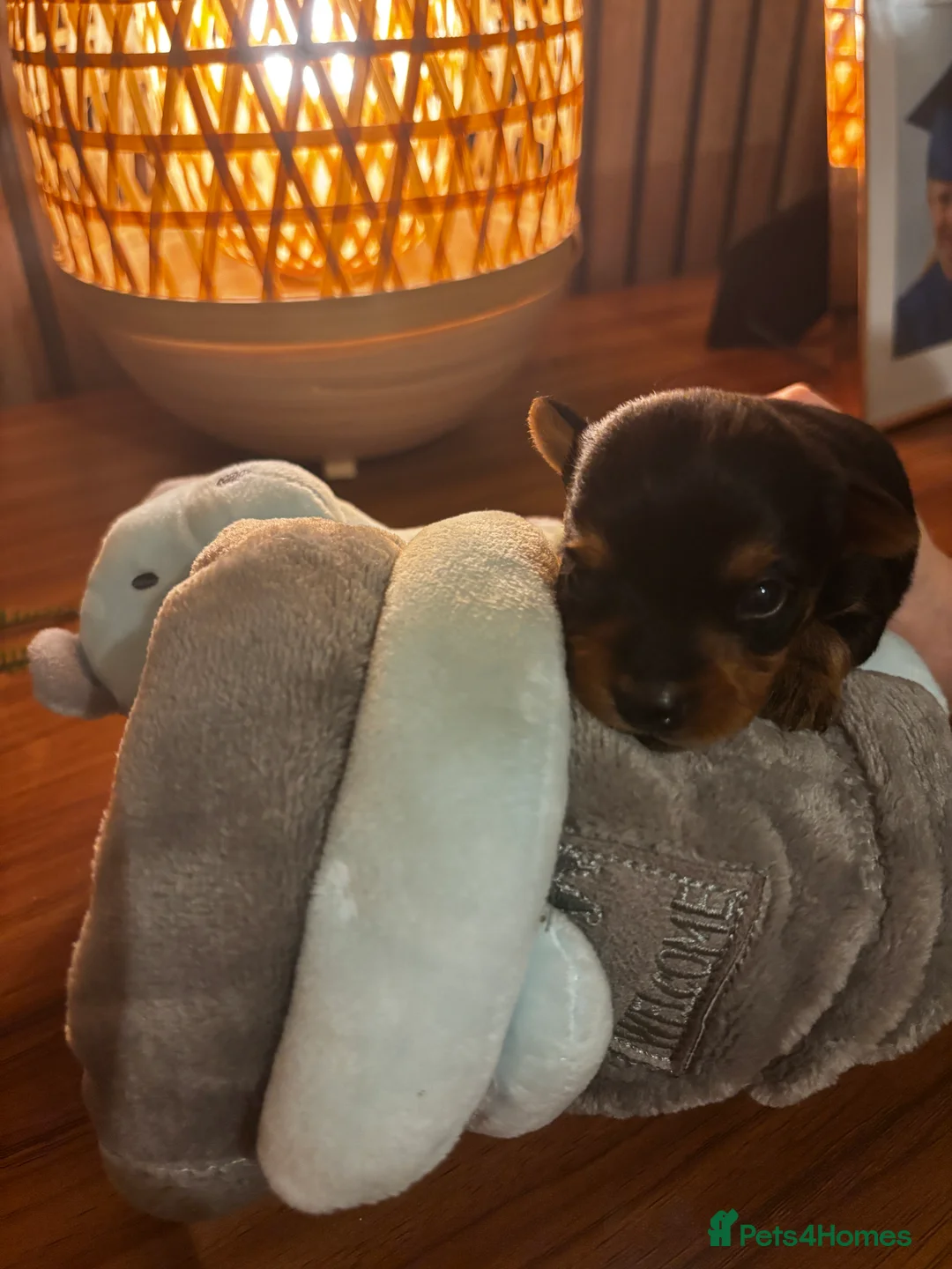 Yorkshire Terrier dogs for sale: Gorgeous Yorkshire terrier puppies - Advert 1