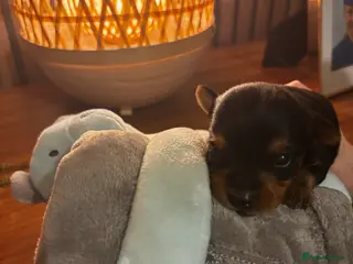 Yorkshire Terrier dogs Gorgeous Yorkshire terrier puppies - Advert 7