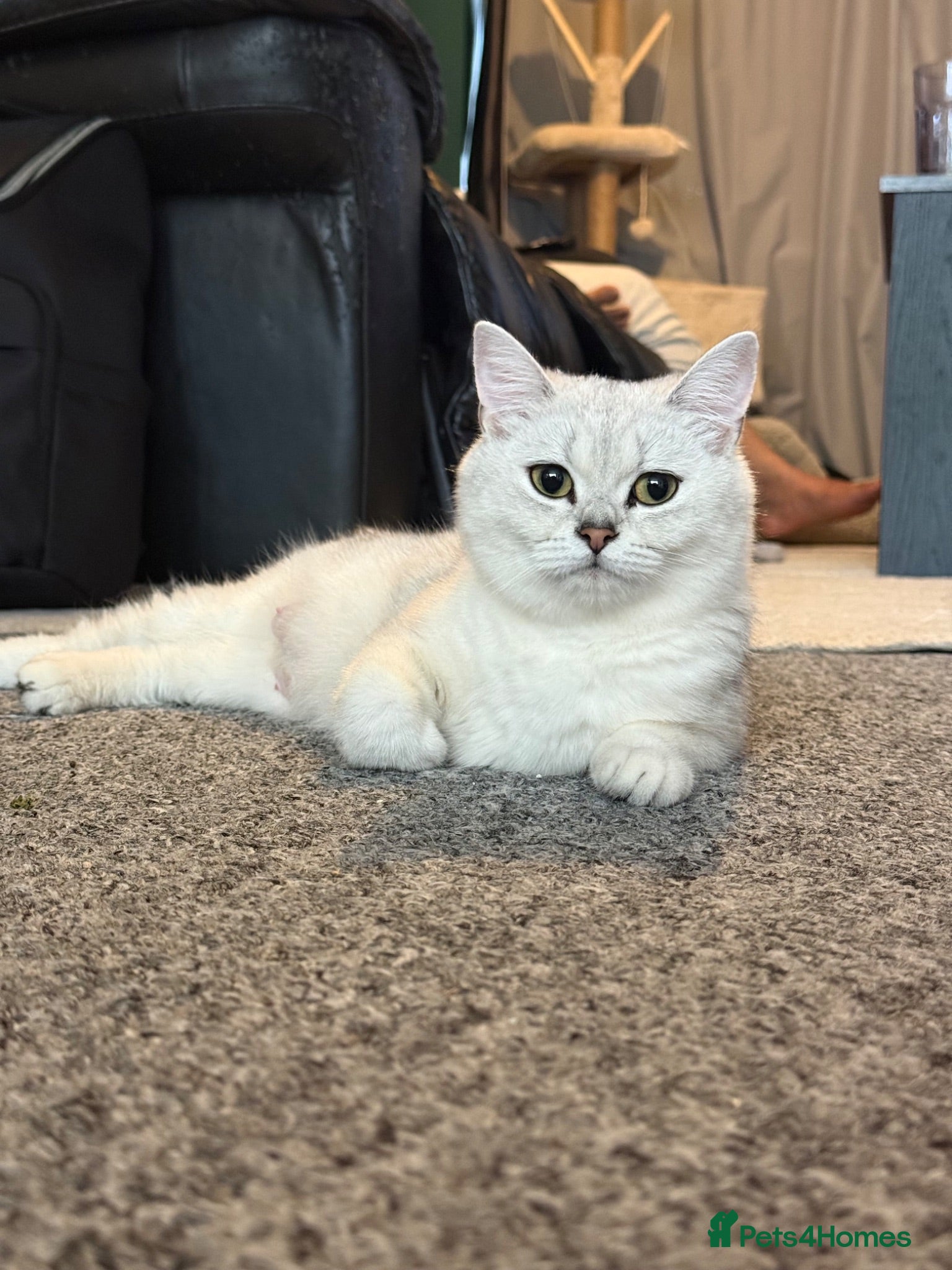 British Shorthair cats BSH - golden and silverline - Advert 1