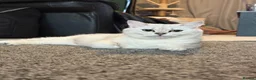 British Shorthair cats for sale: BSH - golden and silverline in Birmingham - Advert 1