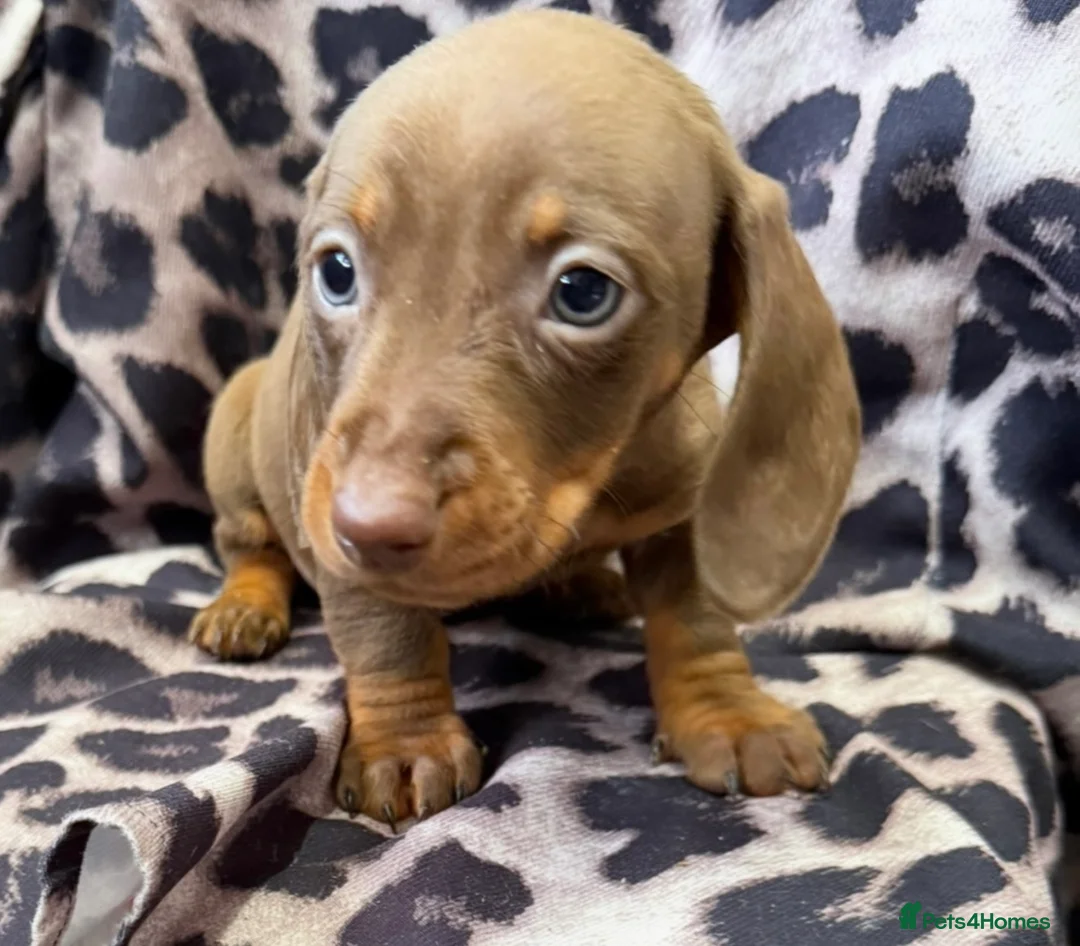 Miniature Dachshund dogs for sale: Miniature Dachsund puppies 3 boys 1 girl  - Advert 2