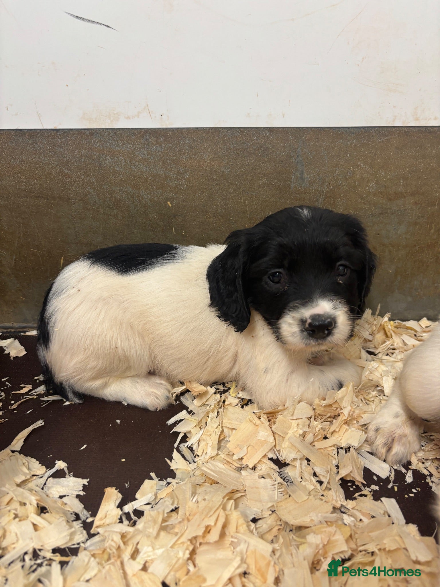 English Springer Spaniel dogs KC Springer Spaniel Puppies  - Advert 2