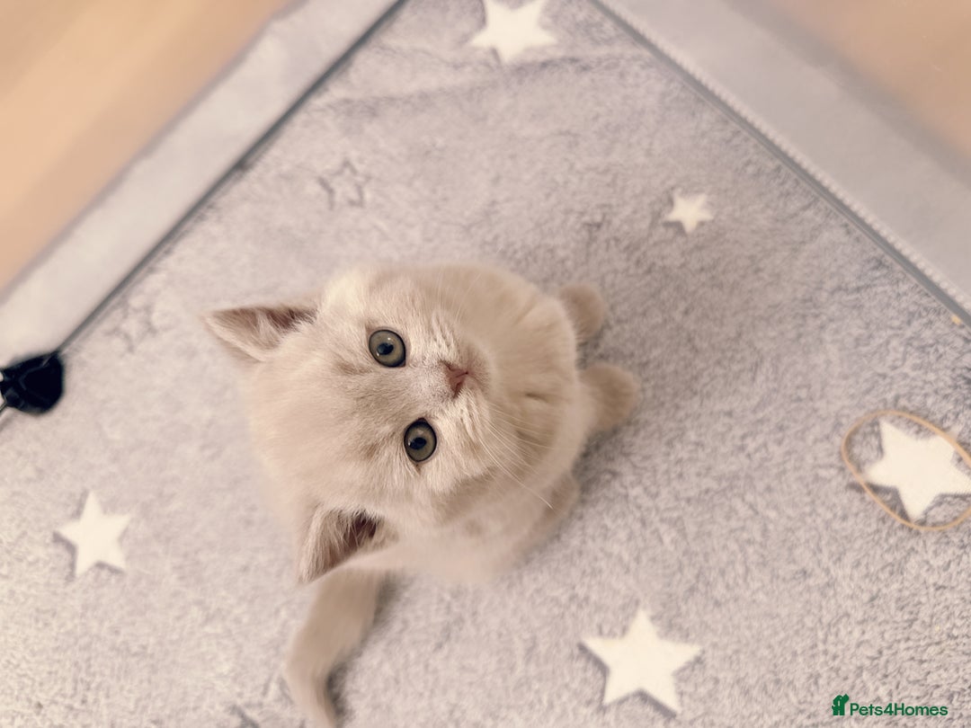 British Shorthair cats for sale: 2 female British short hair - Advert 15