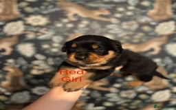 Rottweiler dogs for sale: Rottweiler puppies - Image 15