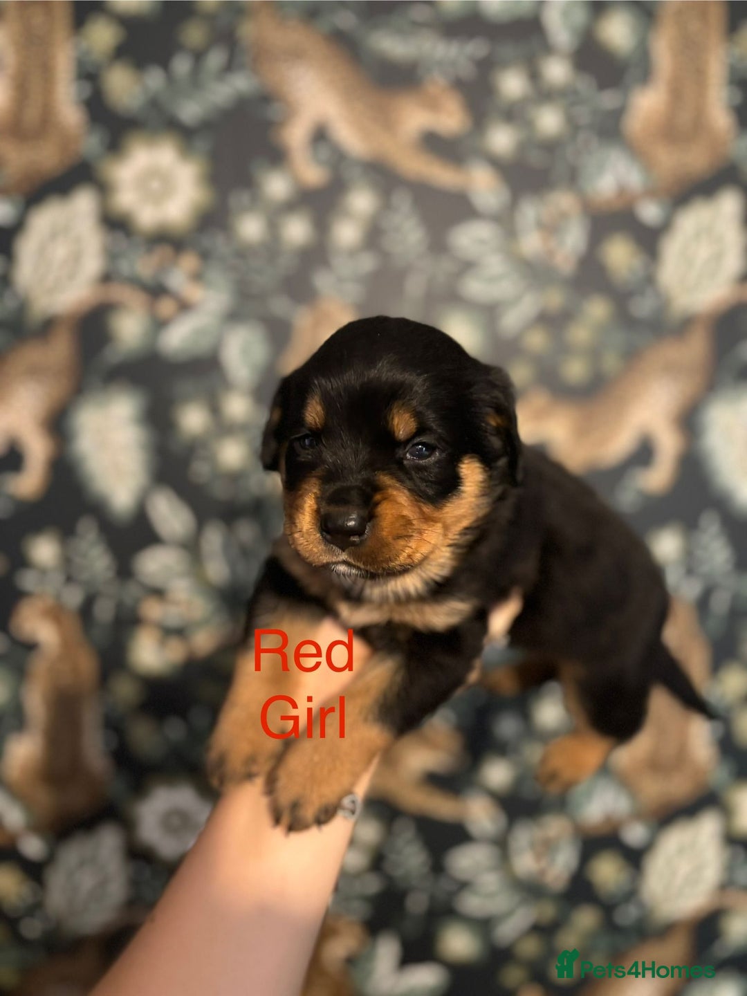 Rottweiler dogs for sale: Rottweiler puppies - Image 15