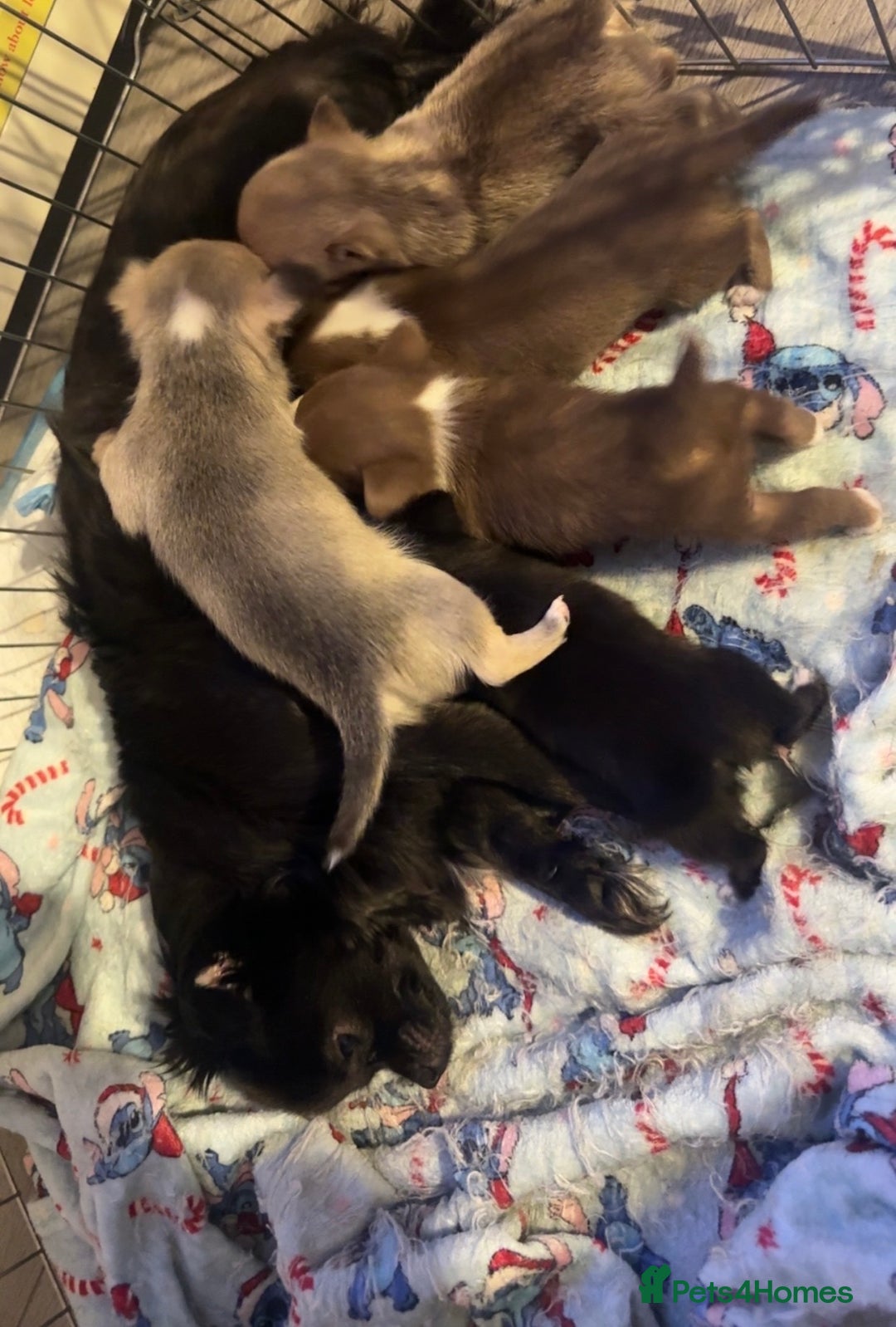 Chihuahua dogs for sale: Chihuahua puppies for sale - Advert 7