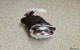 Yorkshire Terrier dogs for sale: 🤎 Mocha 🤎 Small Biro Yorkie Boy 1,9kg ready now - Image 3