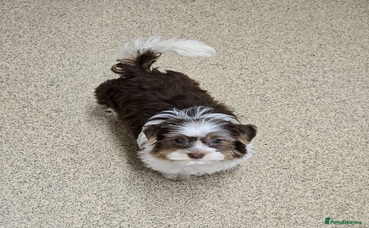 Yorkshire Terrier dogs - Advert 1