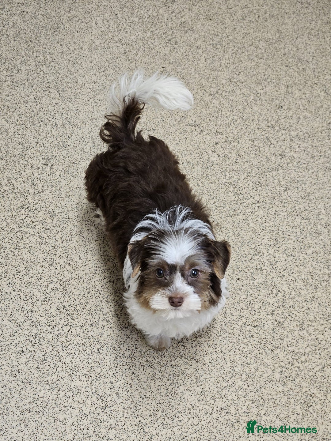 Yorkshire Terrier dogs for sale: 🤎 Mocha 🤎 Small Biro Yorkie Boy 1,9kg ready now - Image 3