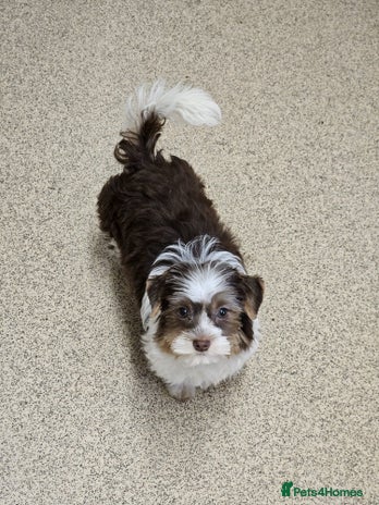 Yorkshire Terrier dogs - Advert 5