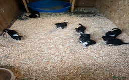 Mixed Breed dogs for sale: Collie cross huntaway puppies - Image 2