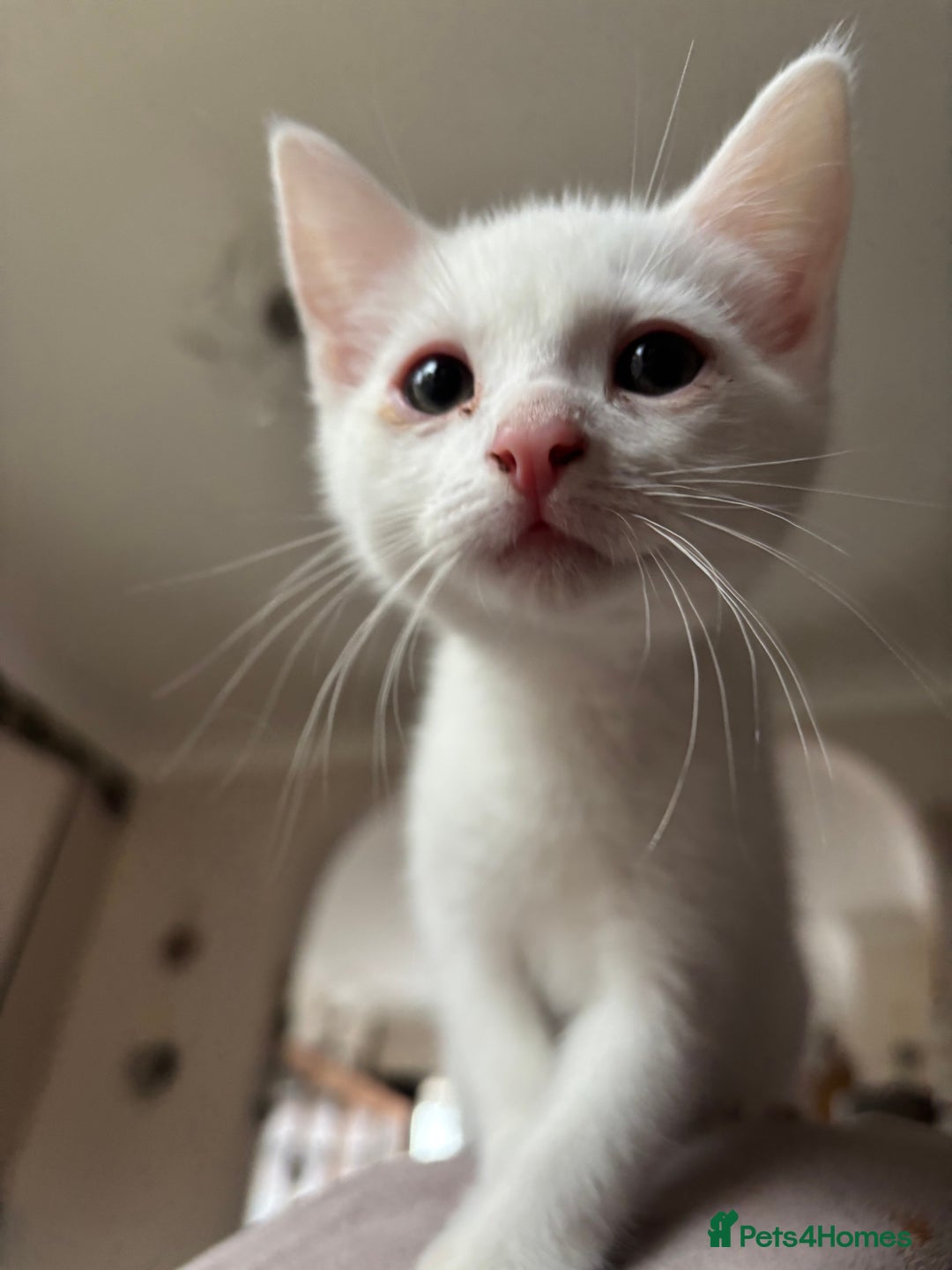 American Shorthair cats for sale: Kitties for sale  - Advert 2