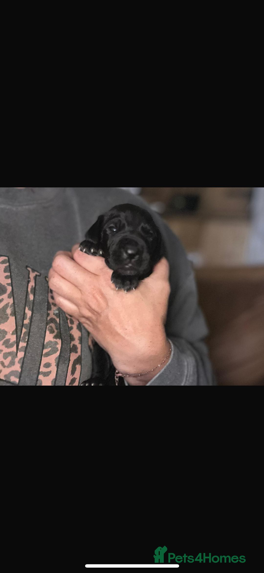 Great Dane dogs for stud: FULLY HEALTH TESTED CHAMPION LINE SOLID BLACK BOY - Advert 5