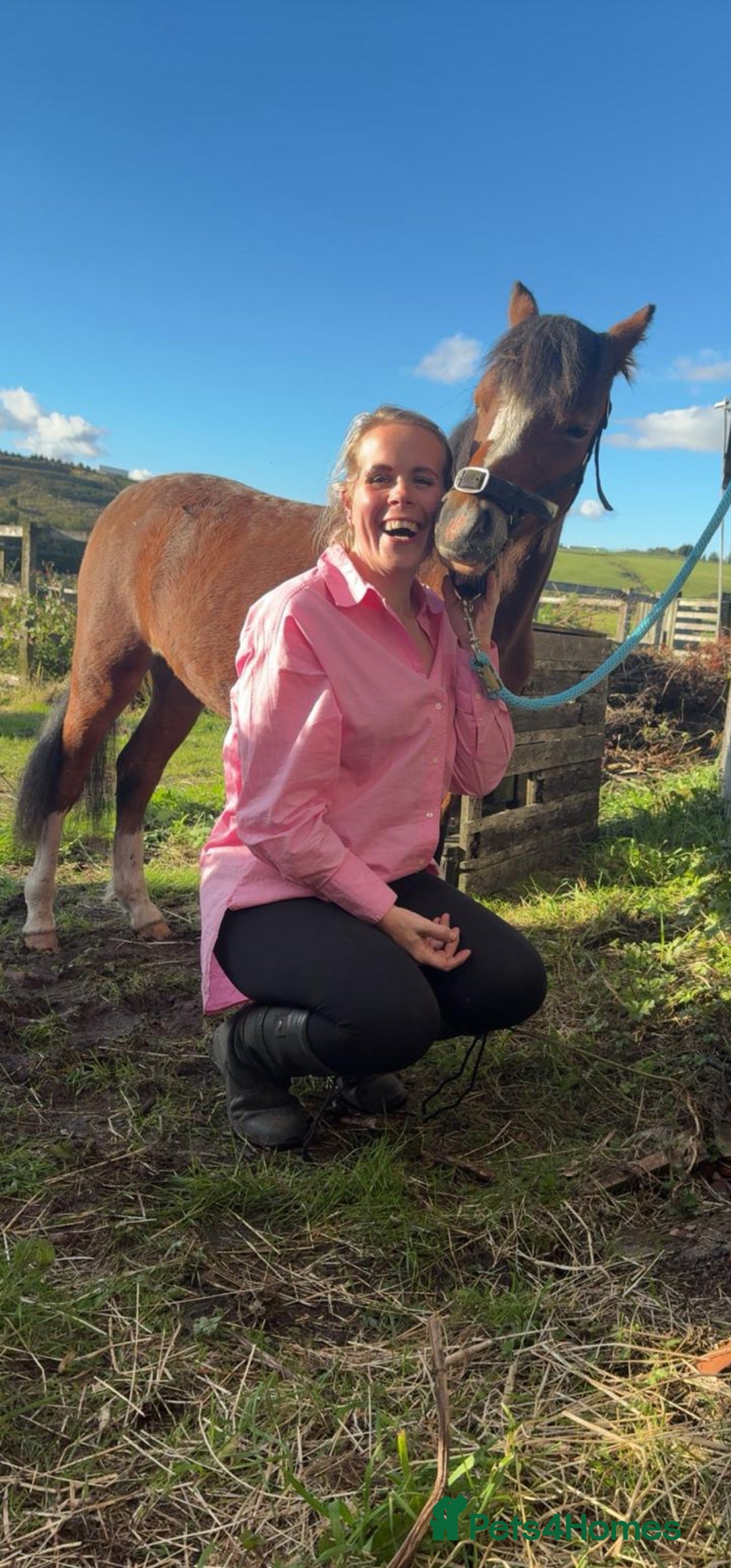 Welsh Section A horses Brian, Passported Welsh Section A pony - Advert 1