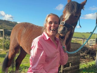 Welsh Section A horses Brian, Passported Welsh Section A pony - Advert 1