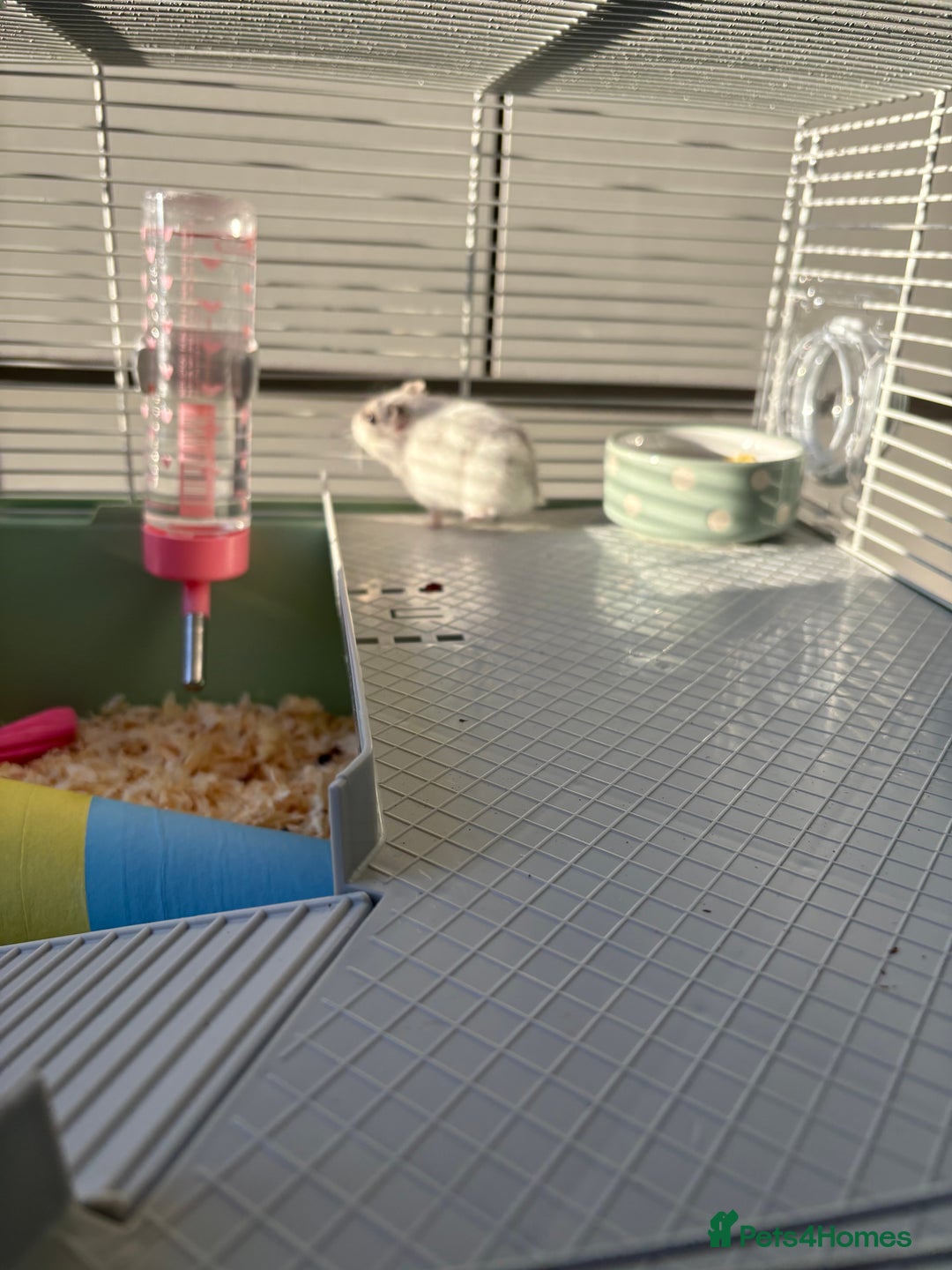 Hamster rodents for sale: Hamster Bean - Advert 12