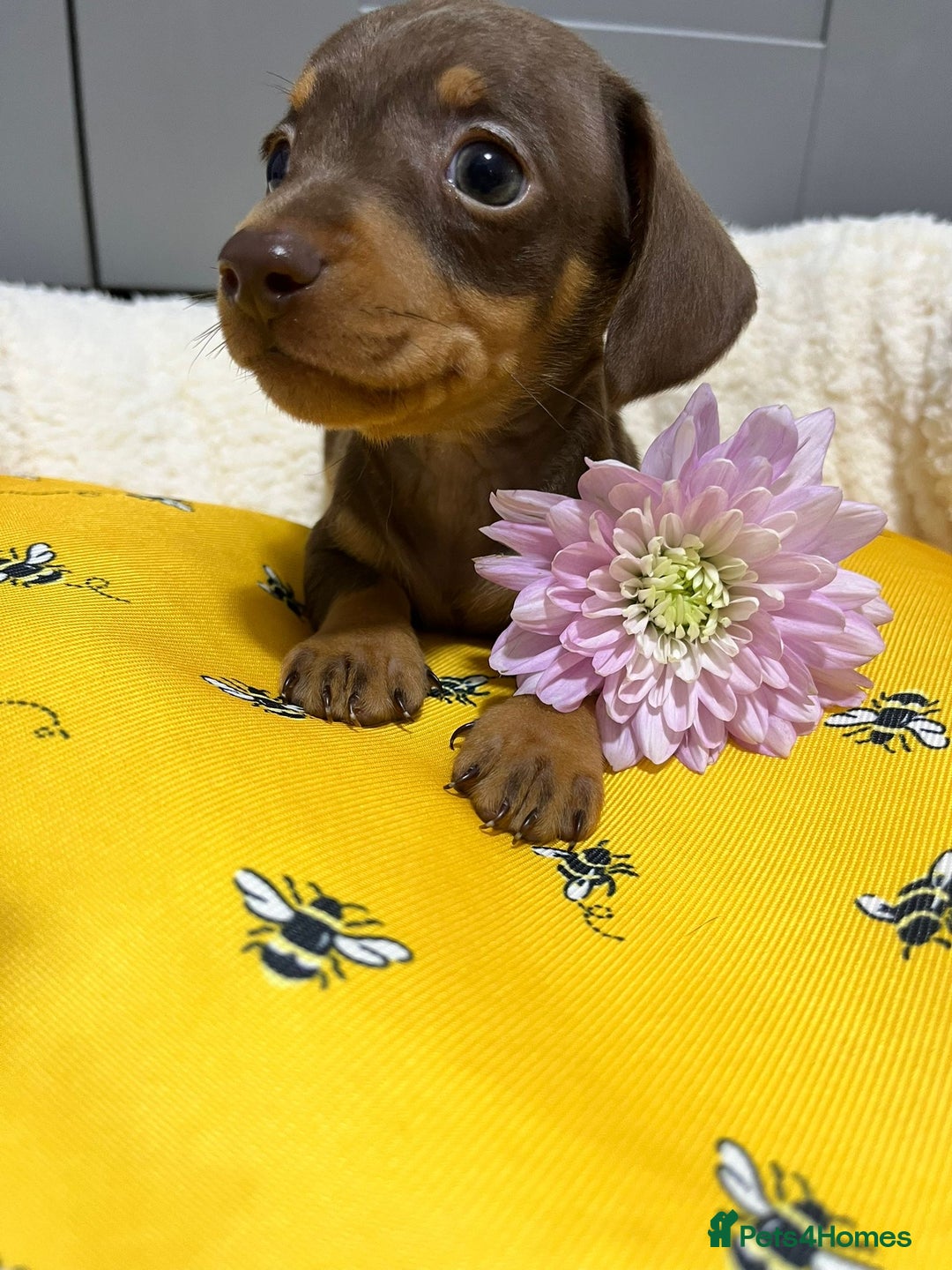 Miniature Dachshund dogs for sale: Min dachshund looking for their forever 🏡 - Image 3