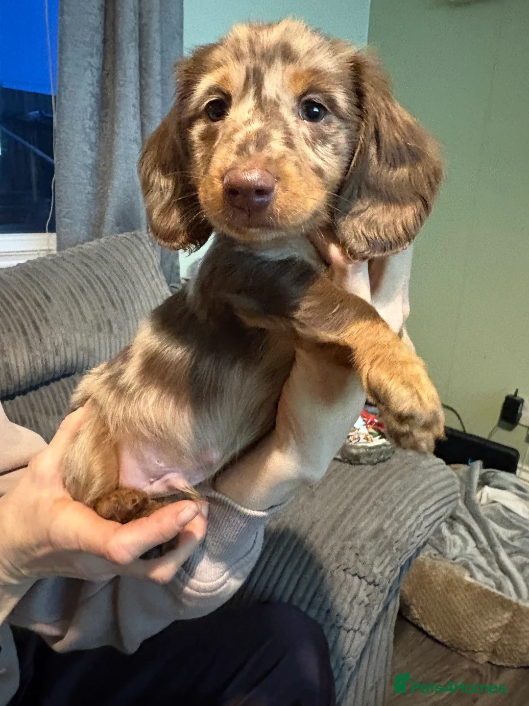 Dachshund dogs for sale: Long haired girl and left  - Advert 7