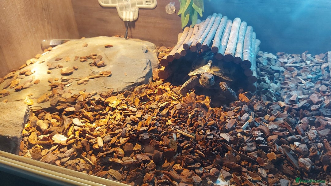 Tortoise reptiles for sale: Horsefield tortoise  - Image 2