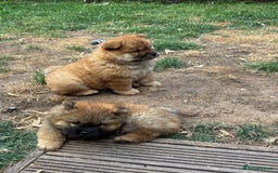 Chow Chow dogs for sale: 🐾 Chow Chow Puppies – Lilac & Chocolate Tones 🐾 - Image 2