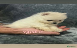 Pomeranian dogs for sale: Teddy bear optic white Pomeranians puppies - Advert 18