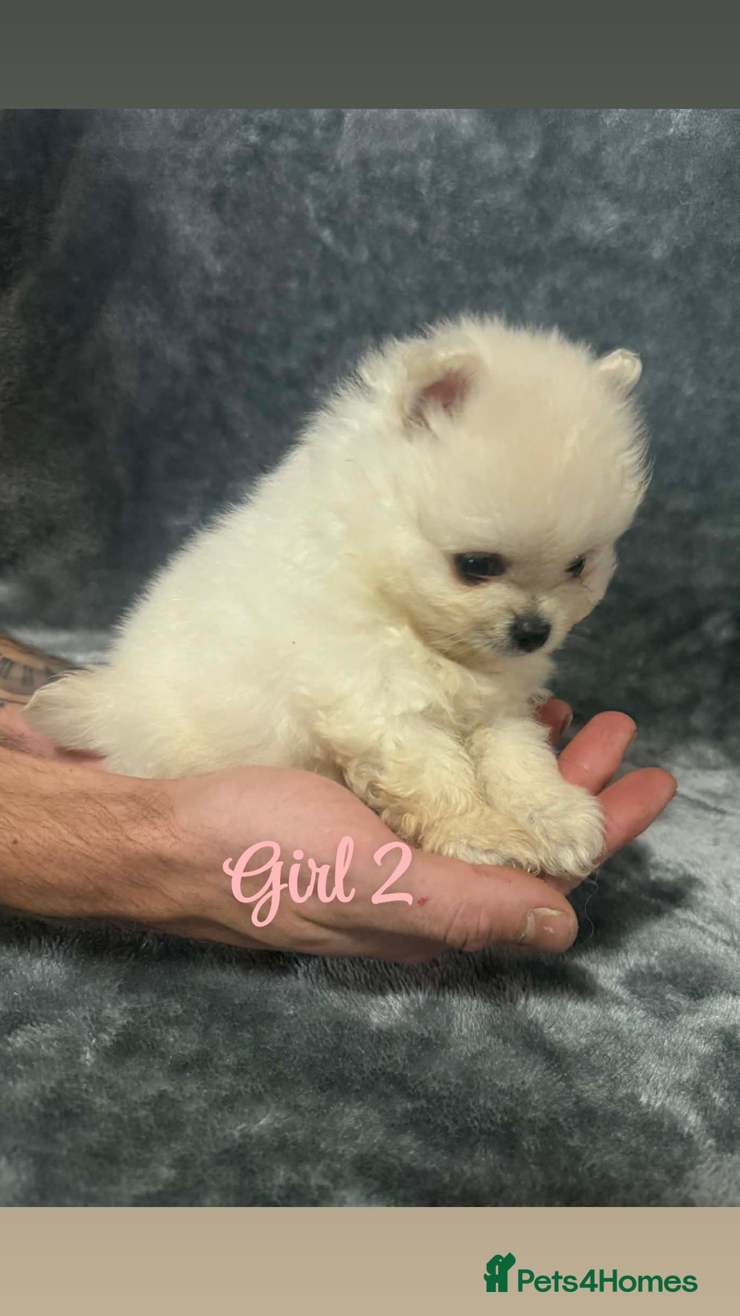 Pomeranian dogs for sale: Teddy bear optic white Pomeranians puppies - Advert 18