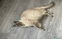 Ragdoll cats for sale: Blue point ragdoll  - Image 6