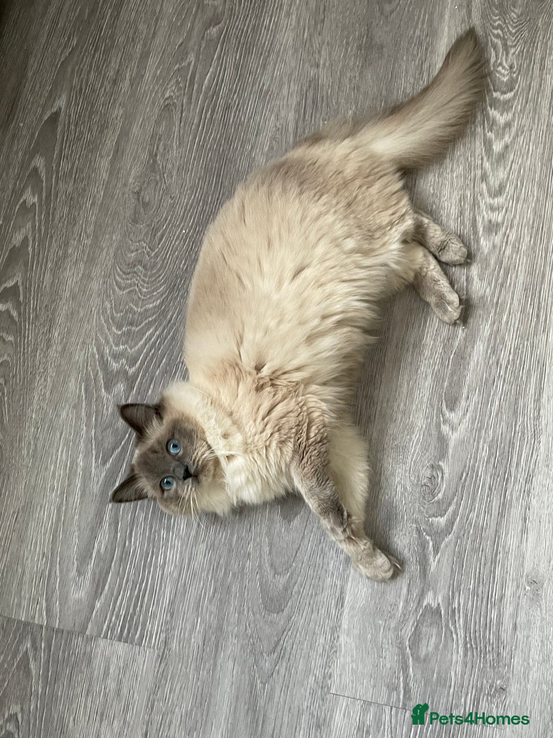 Ragdoll cats for sale: Blue point ragdoll  - Image 6