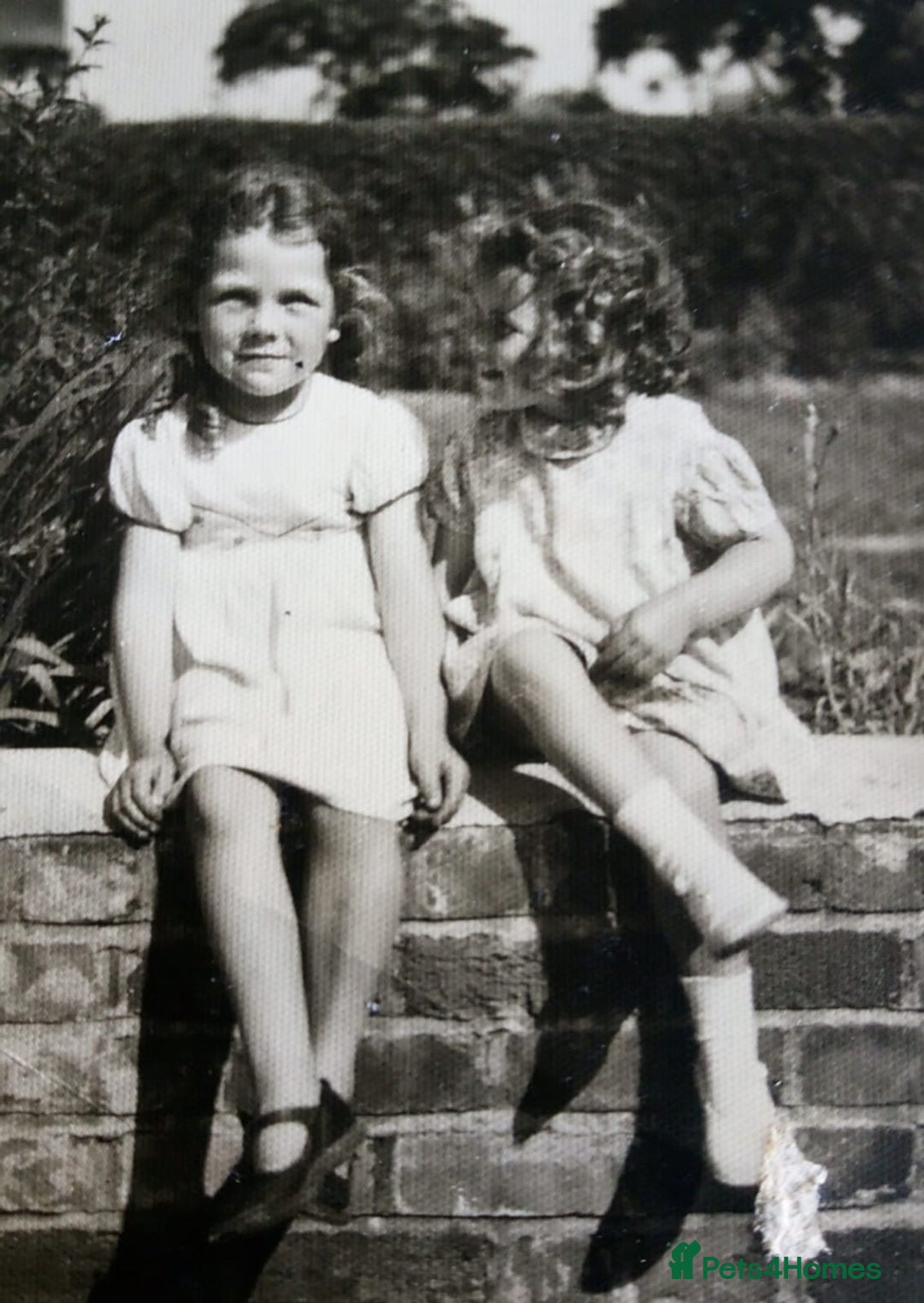 Cocker Spaniel dogs for sale: Working Cocker Spaniels - Advert 22