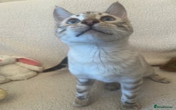 Bengal cats for sale: OUTSTANDING TICA reg BENGAL KITTENS - Advert 6