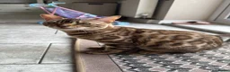 Bengal cats for sale: Bengal Cat female  - Advert 2