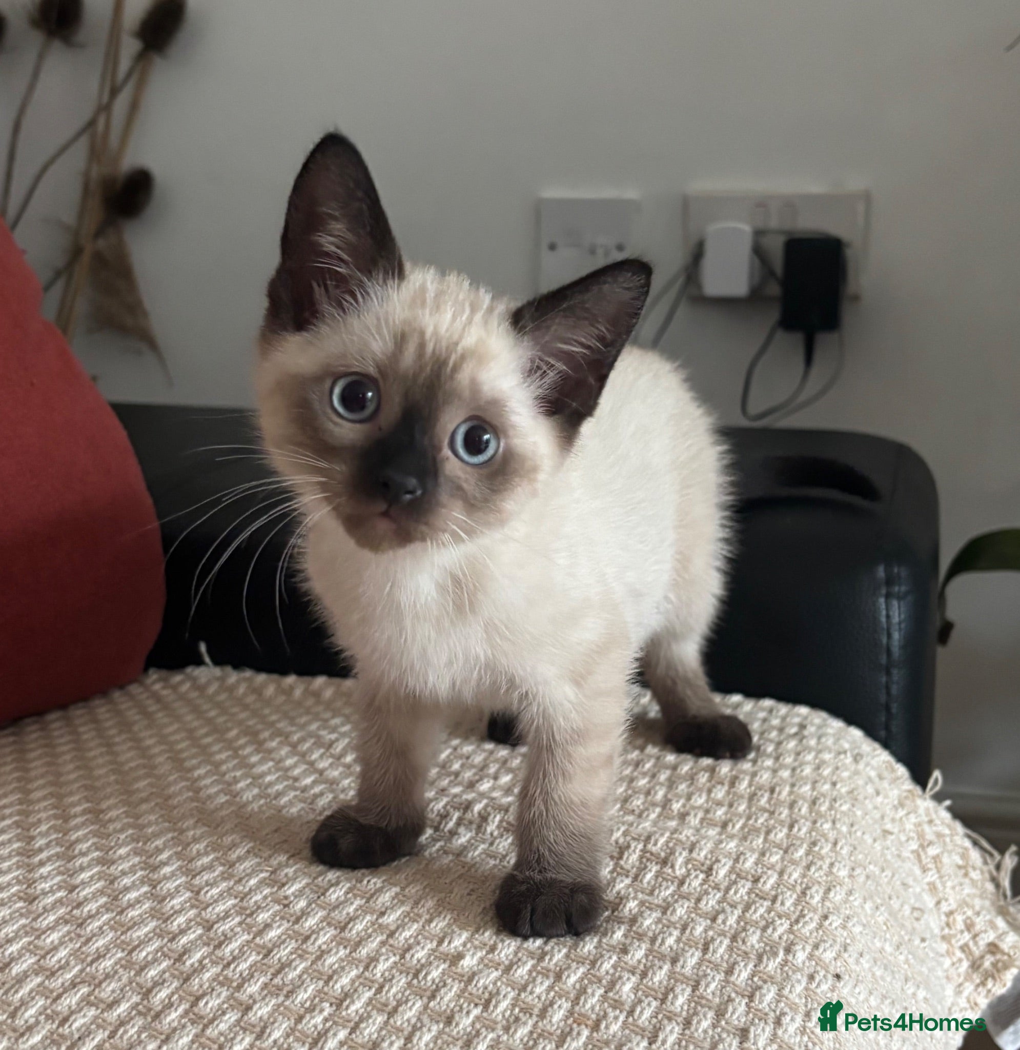 Mixed Breed cats mixed breed kitten for sale  - Advert 2