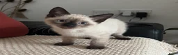 Mixed Breed cats for sale: mixed breed kitten for sale  in Bristol - Advert 1