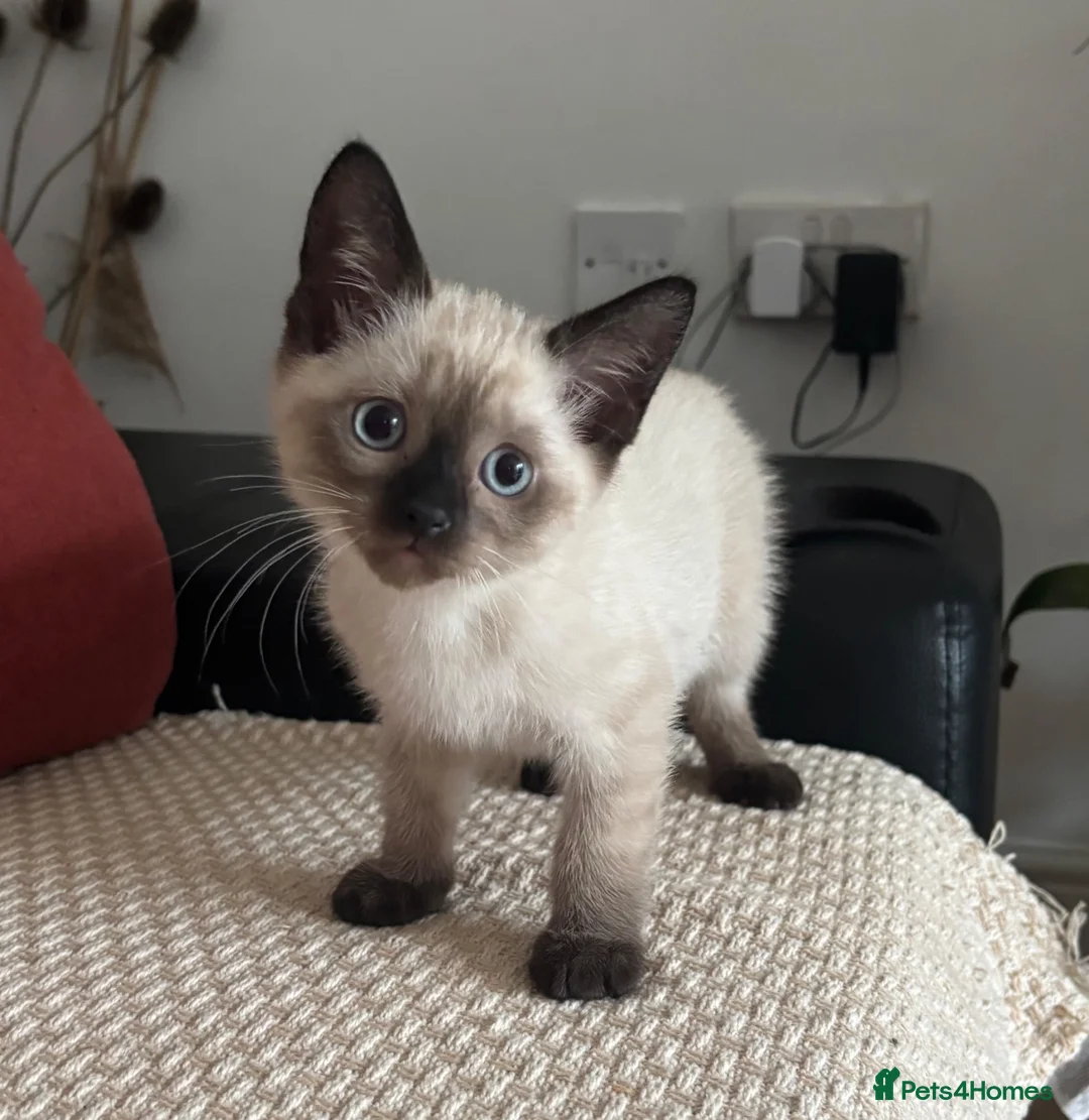 Mixed Breed cats for sale: mixed breed kitten for sale  in Bristol - Advert 1