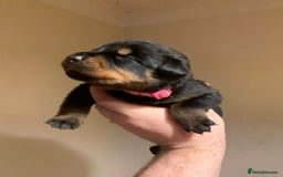 Rottweiler dogs for sale: Rottweiler puppies for sale - Advert 6