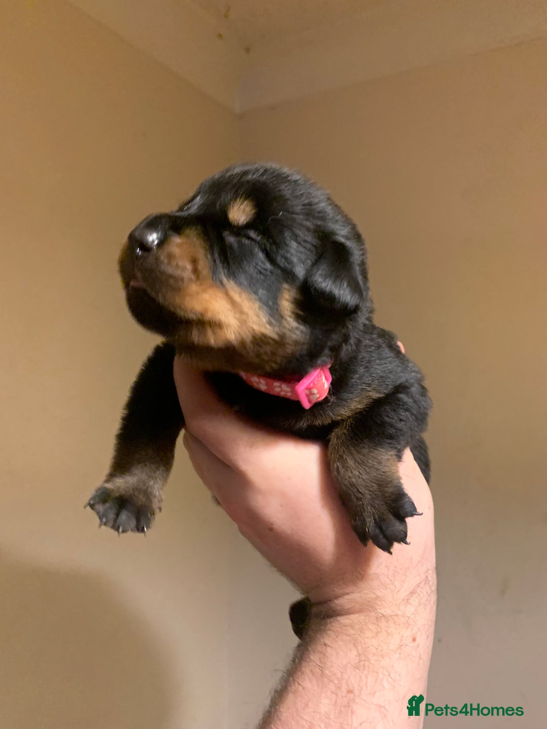Rottweiler dogs for sale: Rottweiler puppies for sale - Advert 6