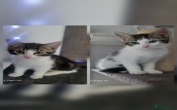 Domestic Shorthair cats for sale: Female tabbies  - Image 1