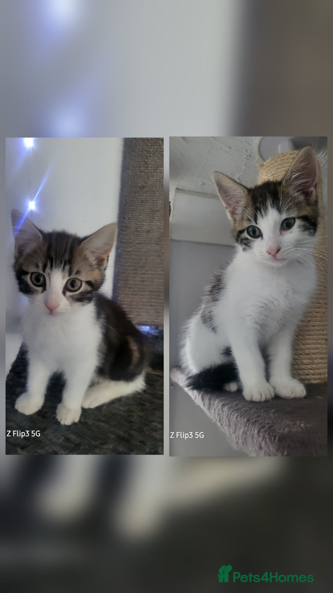 Domestic Shorthair cats for sale: Female tabbies  - Image 1