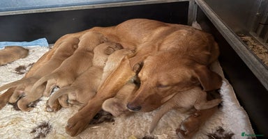 Labrador Retriever dogs - Advert 12